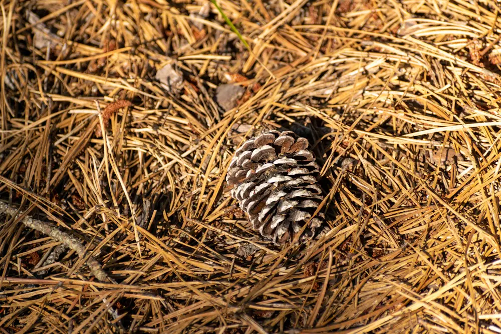 A fallen pine cone resting on woodland needles