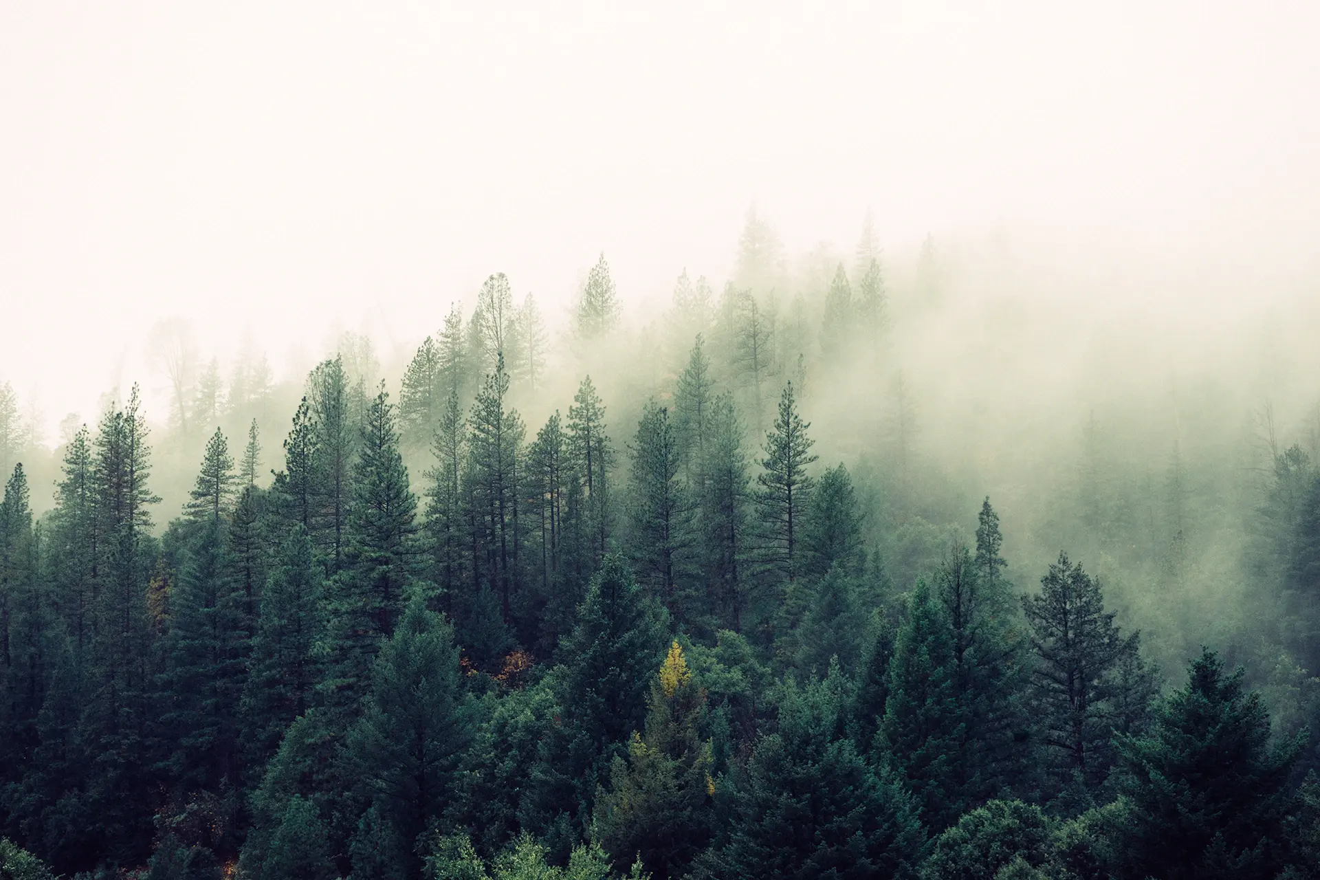 Layers of evergreen forest disappearing into soft morning mist