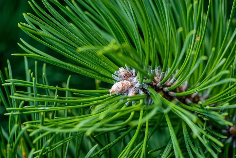 A close view of green pine needles and new growth
