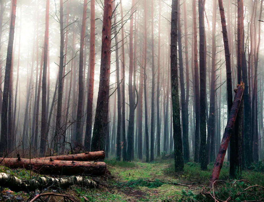 Evergreen trees growing in a misty forest